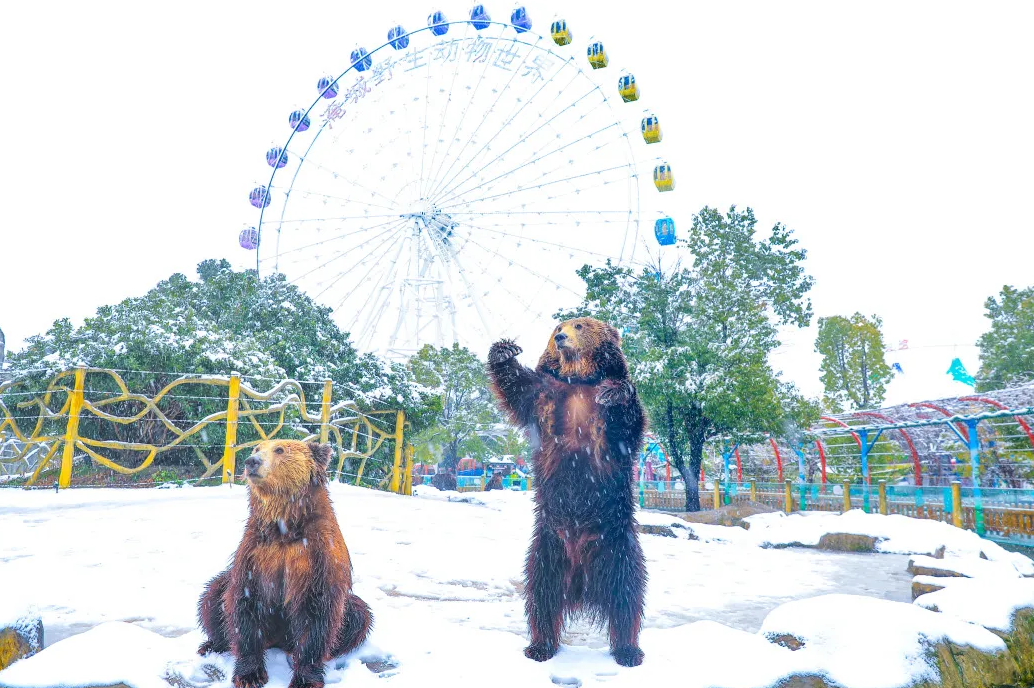 新年遇瑞雪，动物园的宝宝们乐疯啦