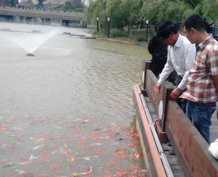 24.Brocaded Carp Watching