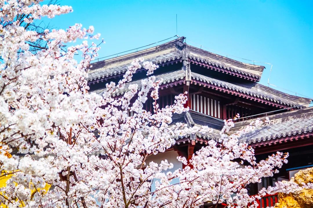 一见你来，淹城就乐开了花