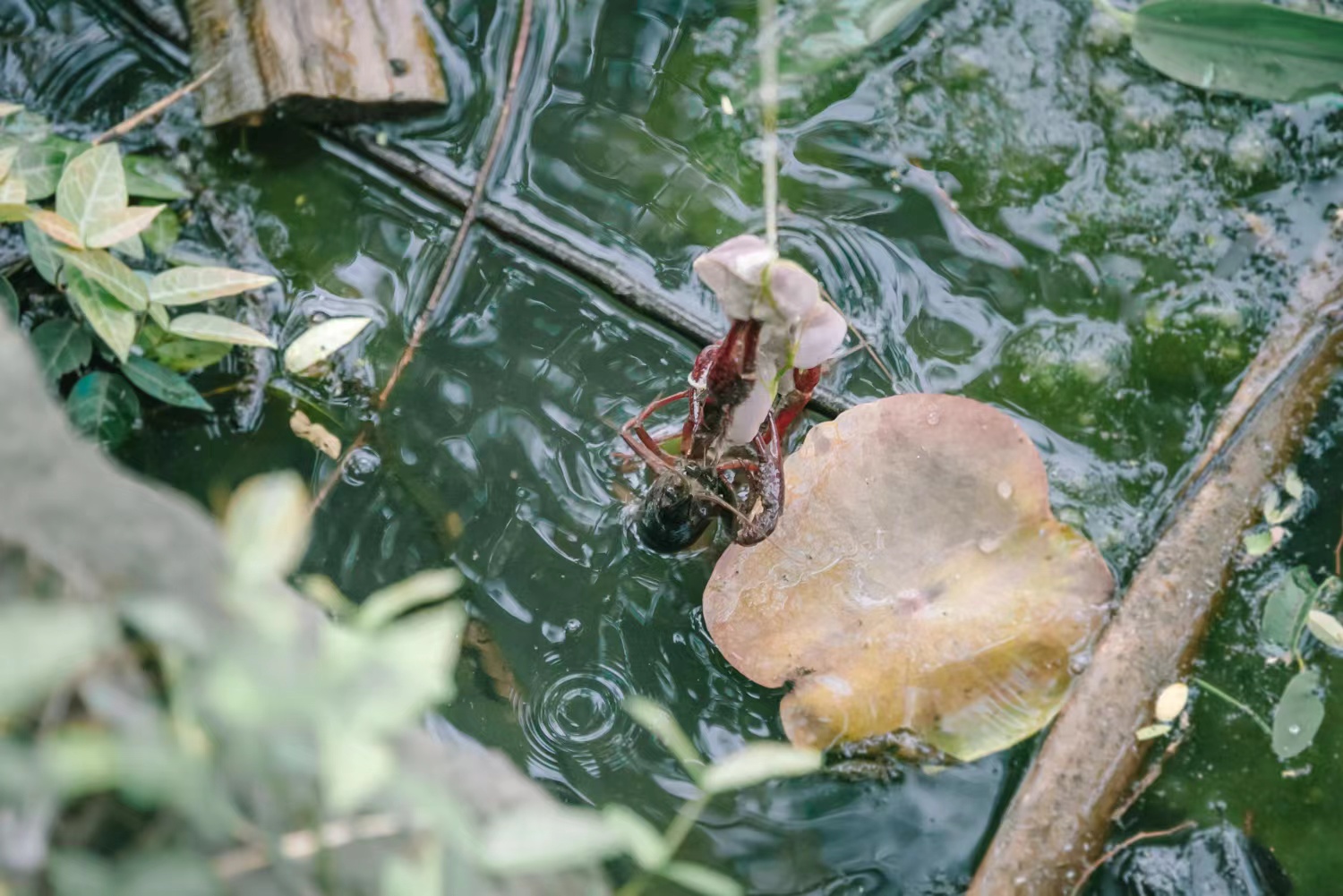 有一种快乐叫“龙虾上钩了”