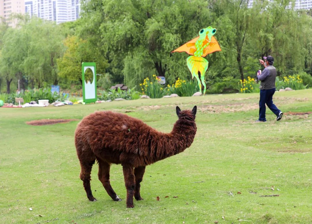 太酷了！实拍与神兽羊驼放风筝现场，动物园游玩新体验…