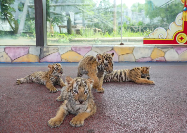 常州淹城动物园爱心认养活动即将开始，为家庭添一个“野”孩子