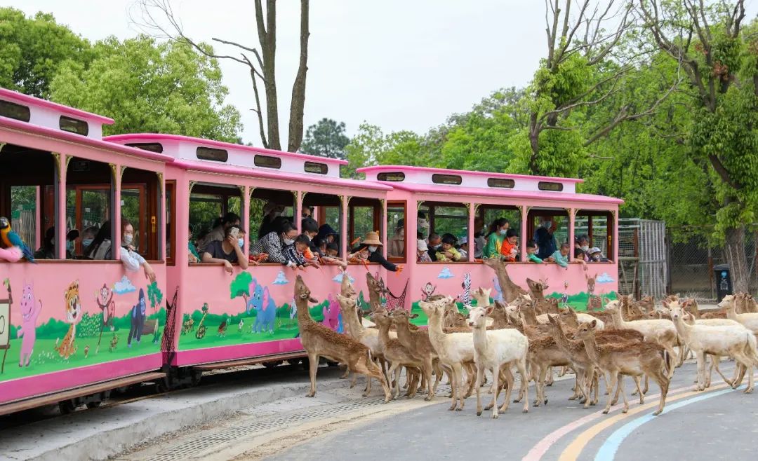 假期来临放肆嗨！百种萌兽、蒸汽小火车、水上玻璃滑道…酣畅狂欢，激情一夏！