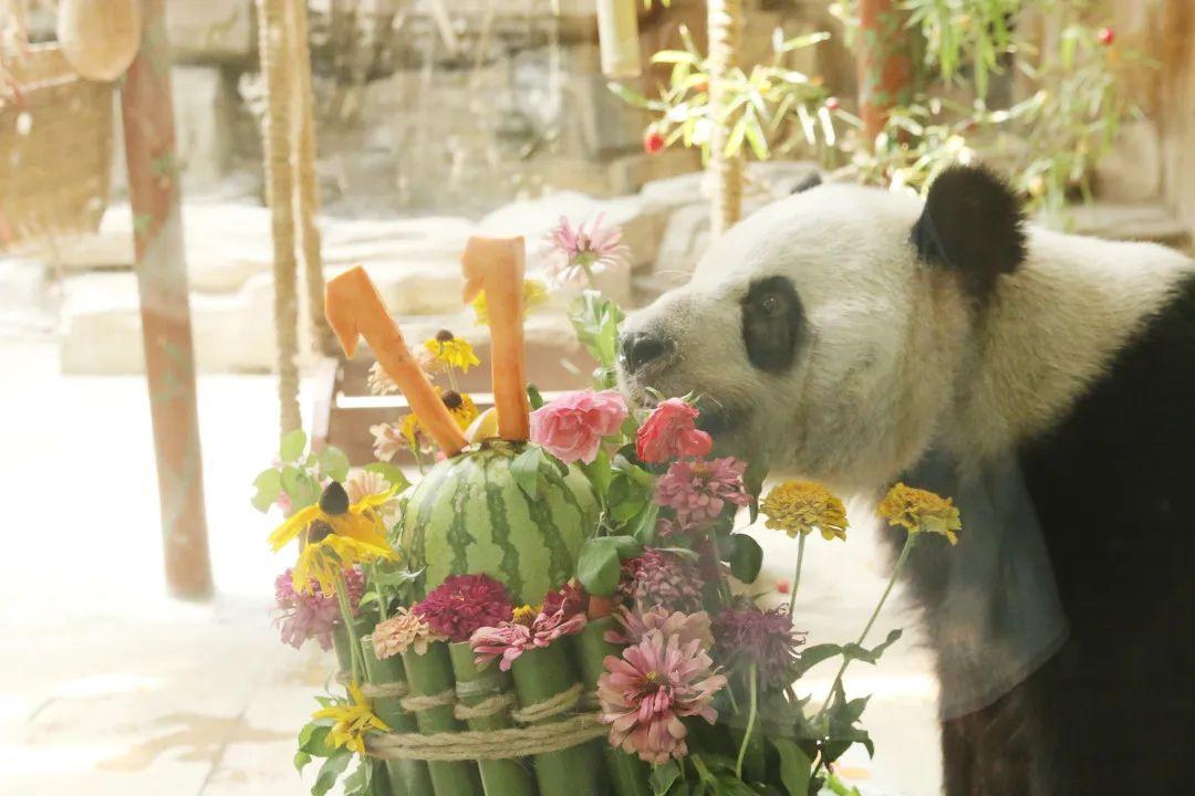 大熊猫成小11岁生日快乐！欢乐享用“冰爽鲜花竹筒蛋糕”