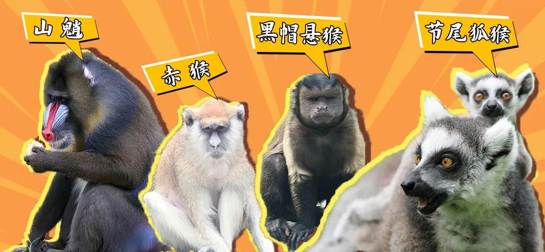 淹城动物园猴家军前来报道！有你中意的猴吗？