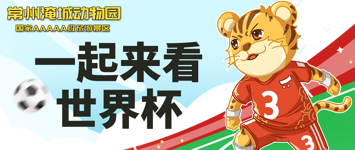 卡塔尔世界杯不愧是世界杯中的天花板，是懂惊喜的