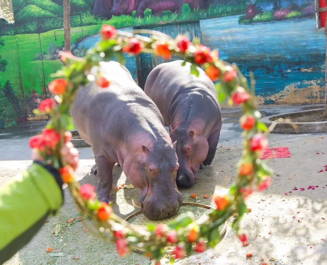 甜爆!情人节河马夫妇浪漫“水上婚礼”,共浴“爱河”!