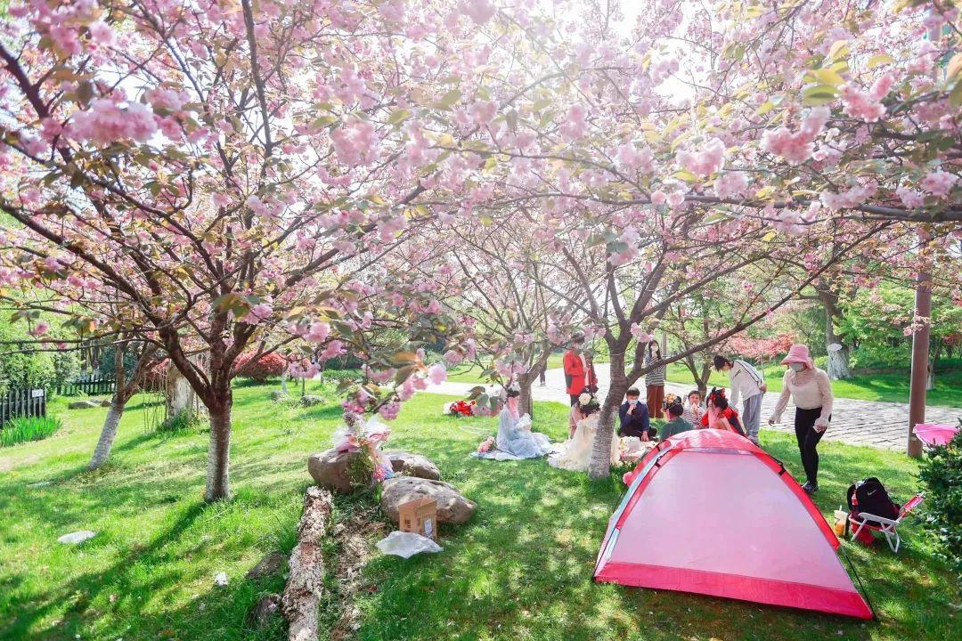 醉倒在遗址的春天里~