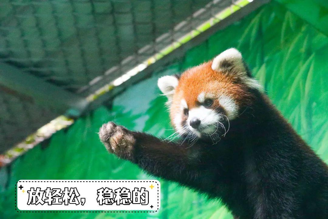 前方“红”运高照，最萌应援团助力高考！