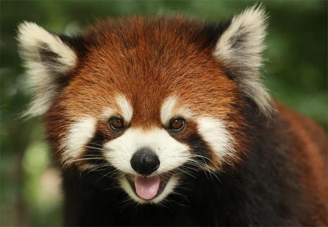 动物明星专栏 | 吃是为了生存，所以短短是求生欲旺盛的小熊猫呀~