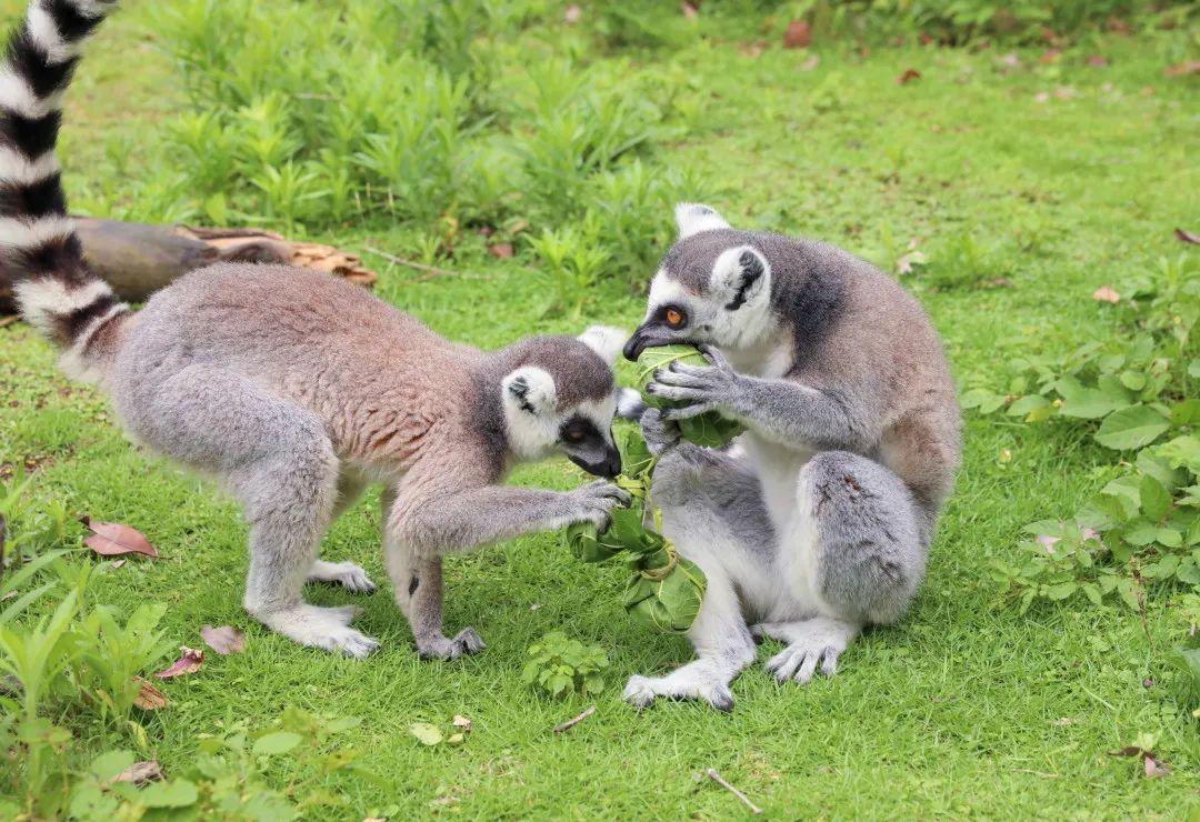端午出游攻略！来淹城动物园过一个与“粽”不同的端午假期！