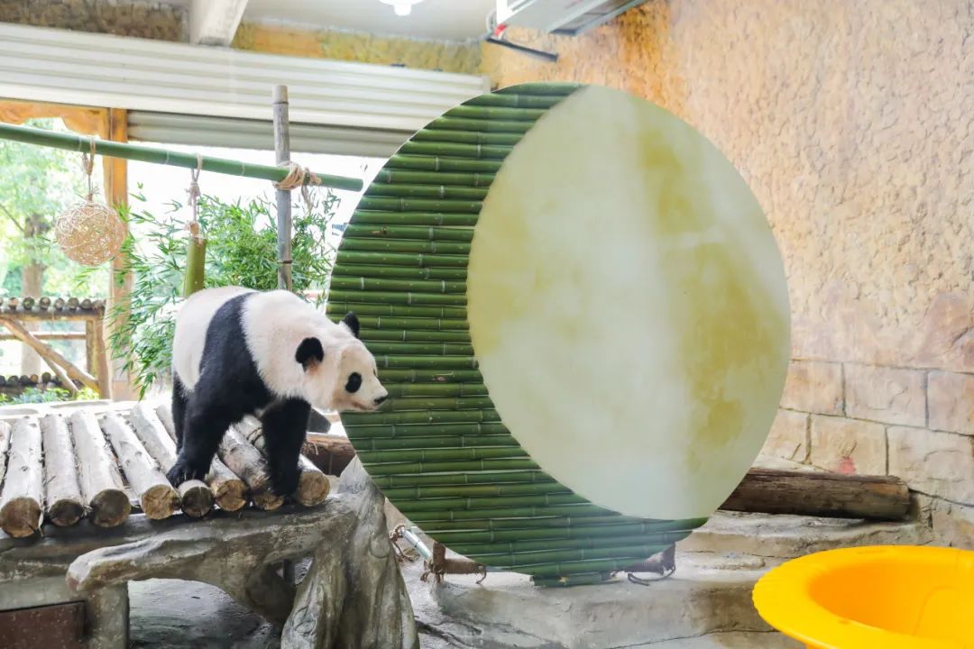 动物花式过中秋！国宝琪琪“中秋味”生日会、萌兽各色专属月饼…仪式感满满！