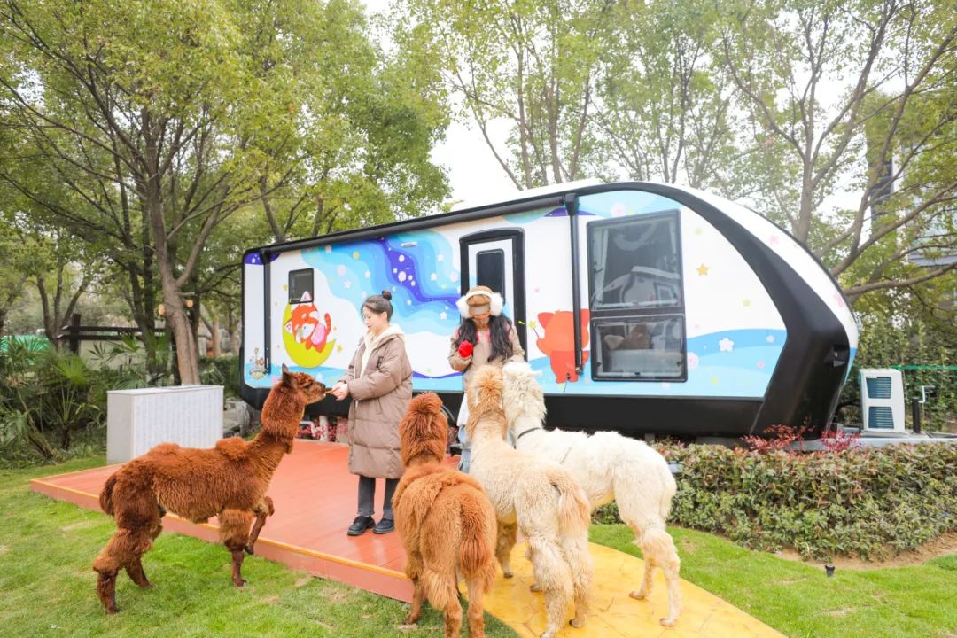 小熊猫部落软萌上新！住在动物园里，与万兽“共眠”…