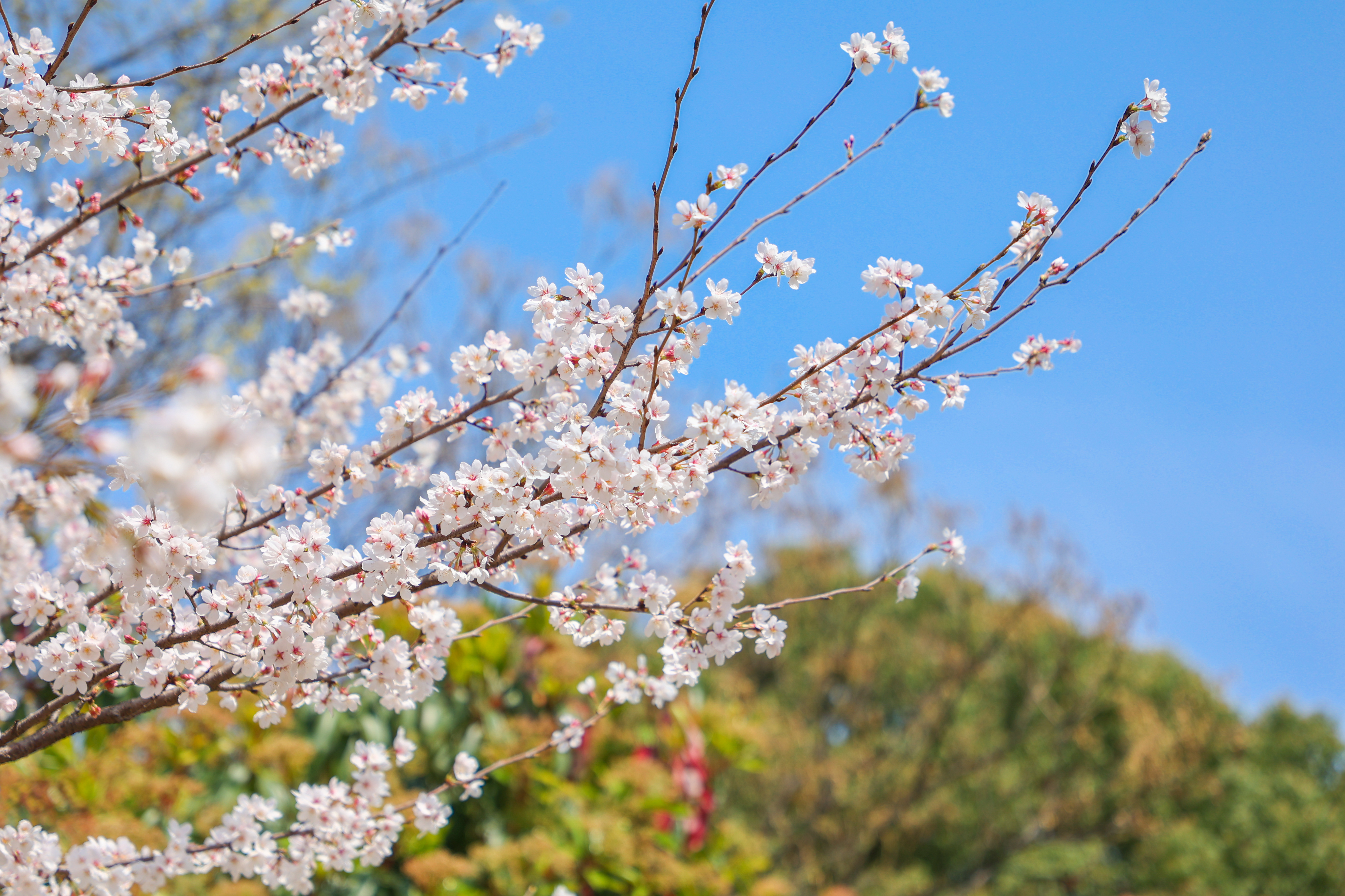 春风十里，不如樱花飘落时的你