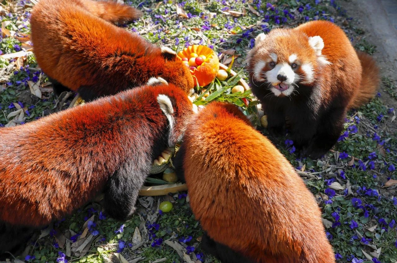 淹城野生动物世界丨“毛孩子”们乐“宵”遥！花式“汤圆”、浪漫仪式、秀恩爱…欢喜闹元宵！