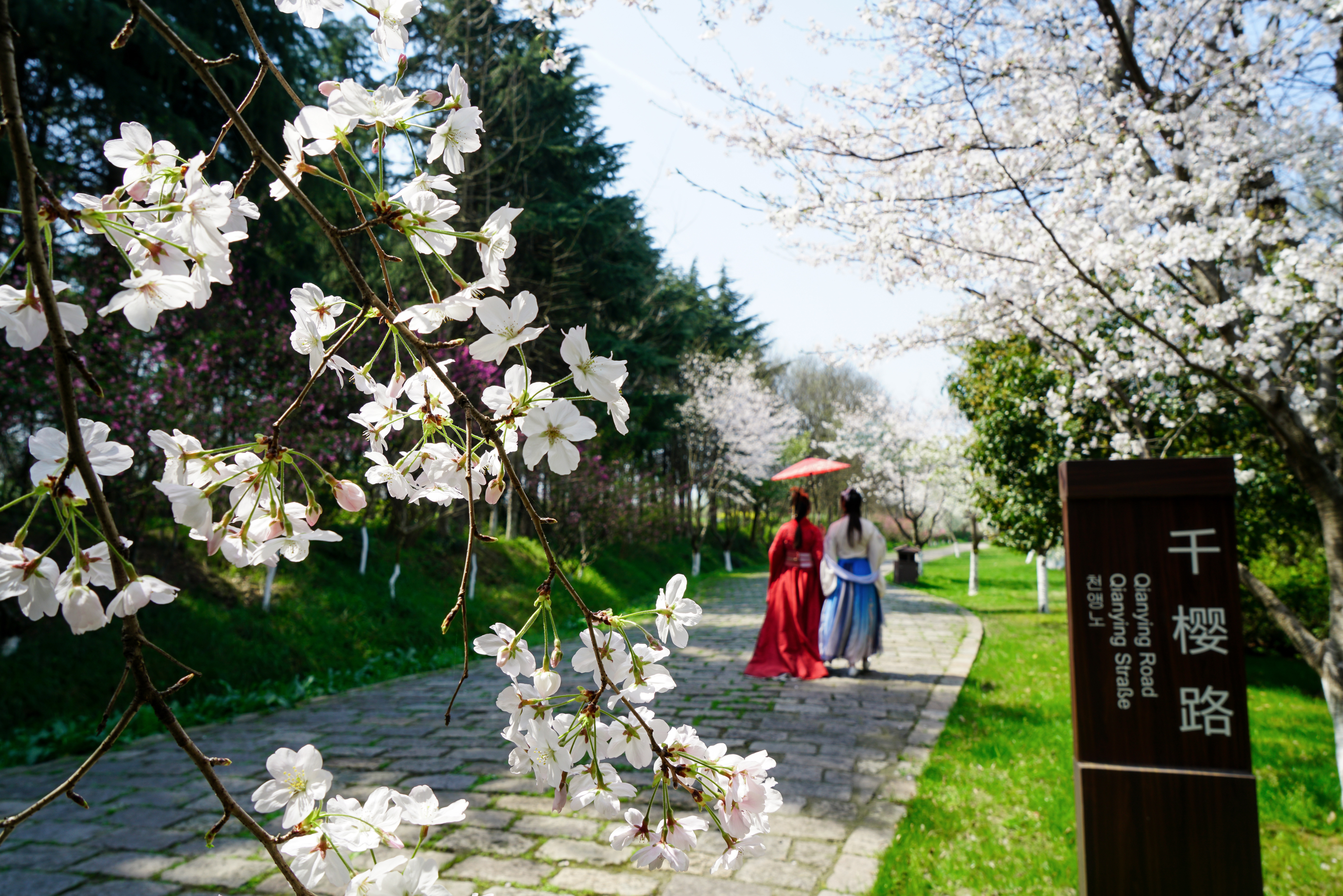 春秋淹城旅游区丨踏春赏樱，赴一场与春天的浪漫之约