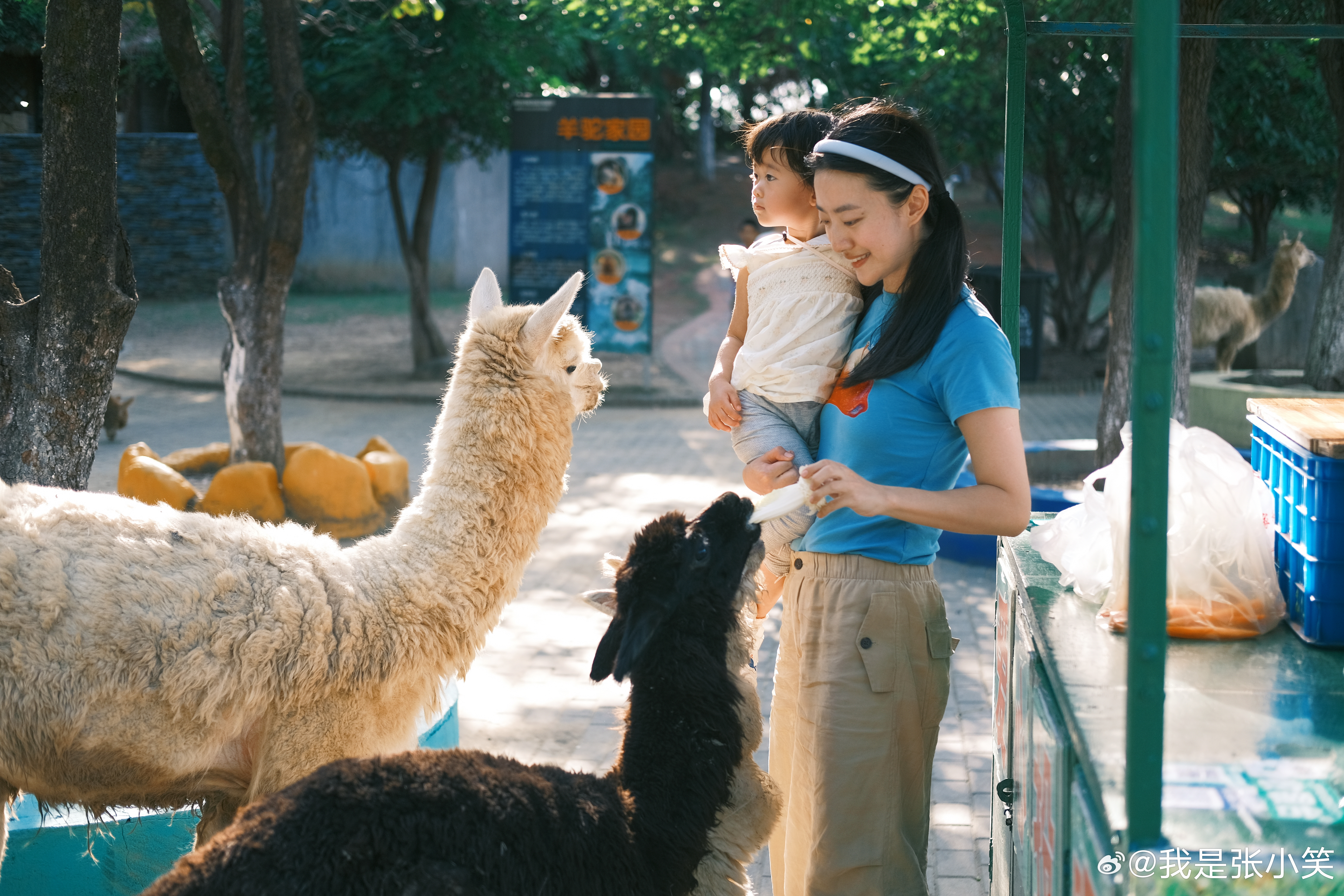 淹城野生动物世界丨童趣端午“粽”狂欢！猩猩蹦迪 、獭獭音乐会、百兽品粽…来淹城动物园解锁“泼天富贵”般的快乐！