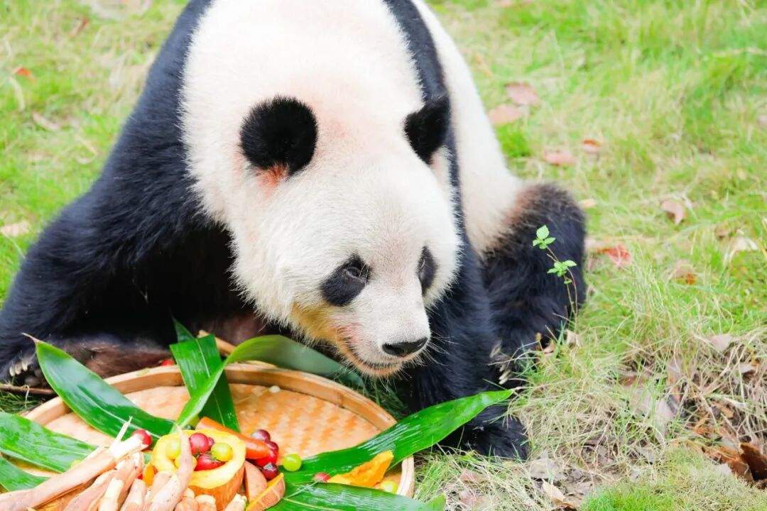 淹城野生动物世界 I 假期真正会玩的人在这里！动物品月饼、打卡童话林、赏国际马戏……抓住假期的尾巴