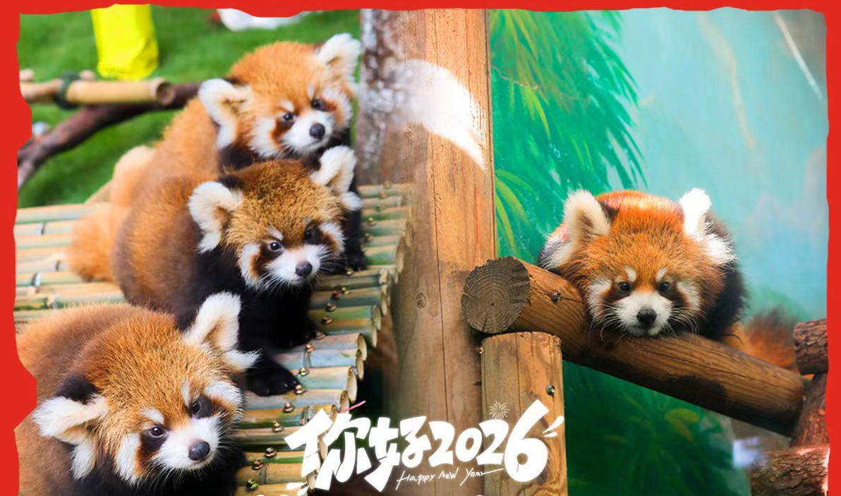 淹城野生动物世界丨仪式感拉满 2026跨年活动精彩看点~