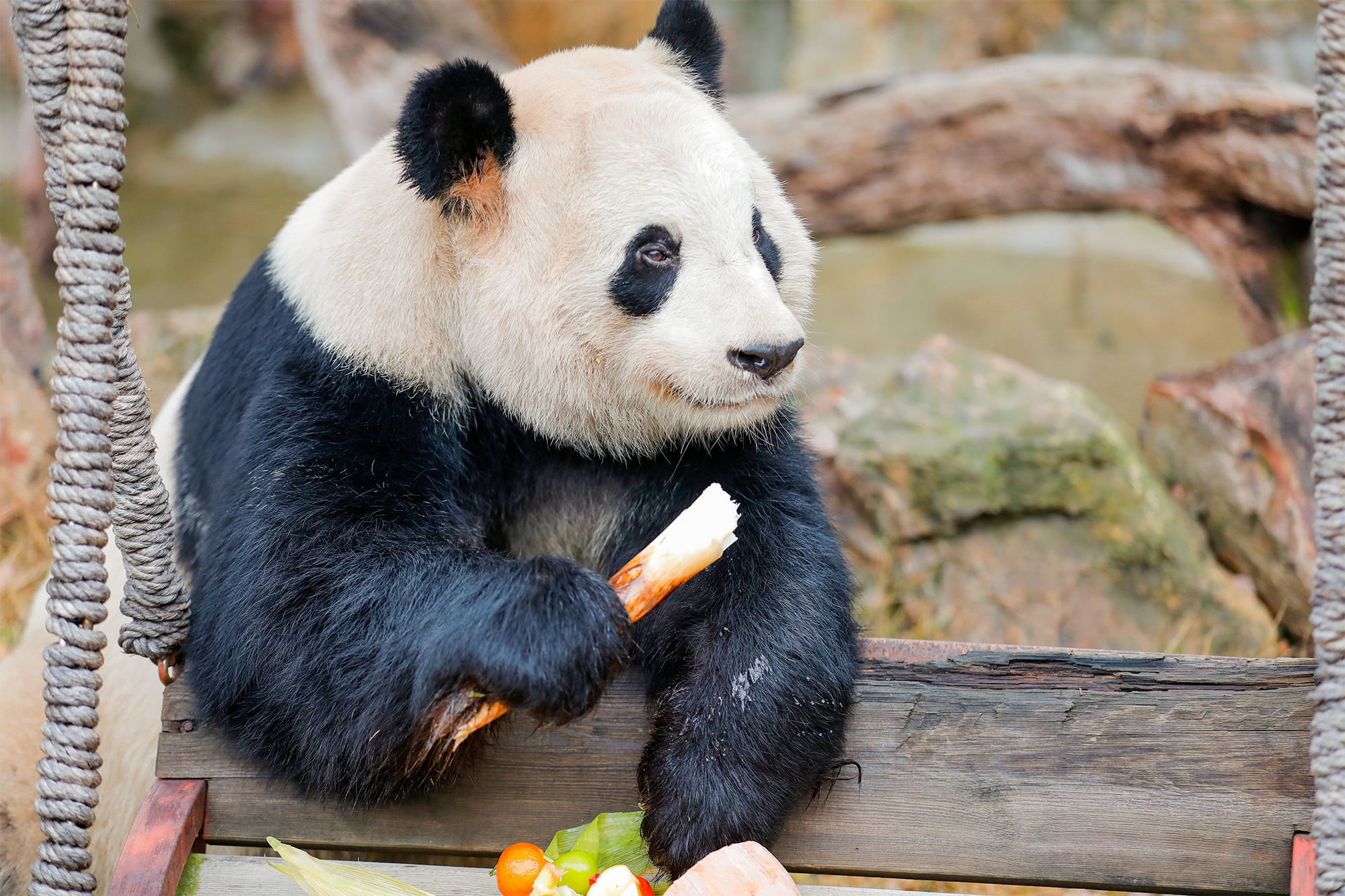 淹城野生动物世界丨高萌预警！淹城动物园萌兽闹元宵，“春风得意马蹄疾” 画作征集启幕！