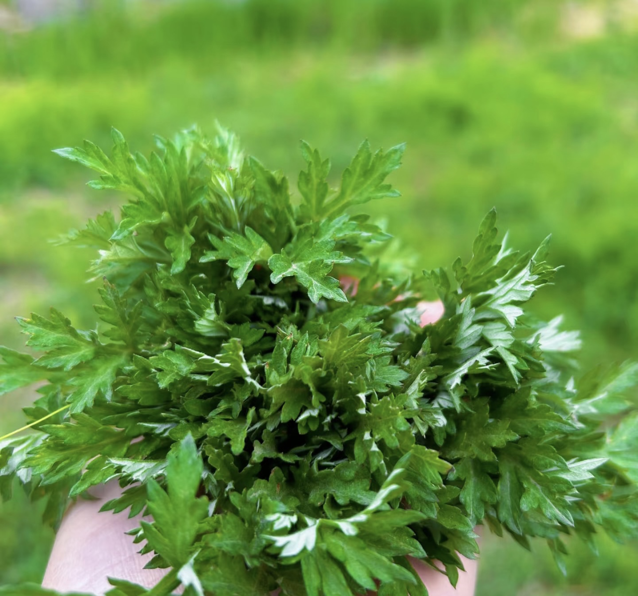 淹城春秋乐园丨淹城寻“艾” 制“皂”美好